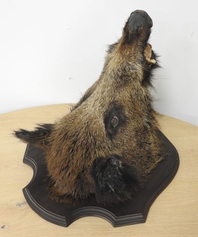 Sanglier d'Europe (Sus scrofa) (CH) : Tête...