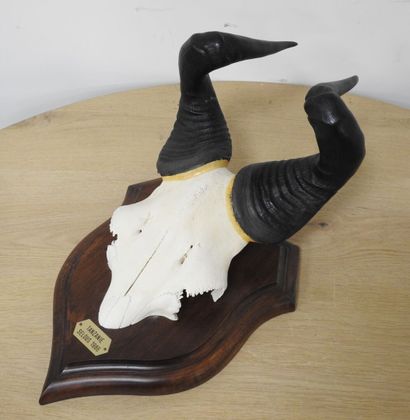 Bubale (Alcelaphus buselaphus) (CH) : Massacre...