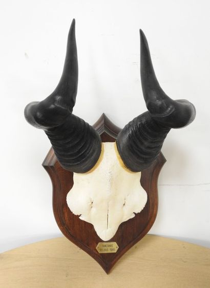 Bubale (Alcelaphus buselaphus) (CH) : Massacre...