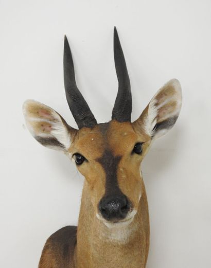 Guib harnaché (Tragelaphus scriptus) (CH)...