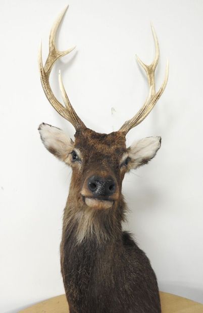 Cerf sika (Cervus nippon nippon NR): Tête...