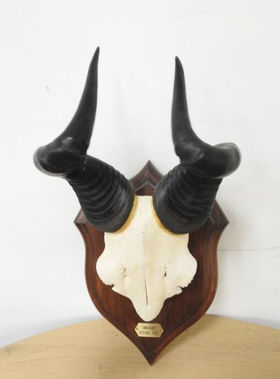 Bubale (Alcelaphus buselaphus) (CH) : Massacre...