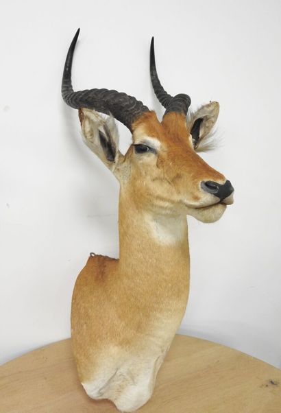 Cobe de BUFFON (Kobus kob kob) (CH) : Tête...