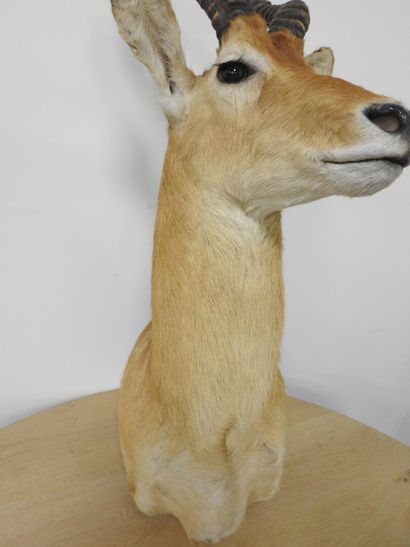 Cobe de BUFFON (Kobus kob kob) (CH) : Tête...