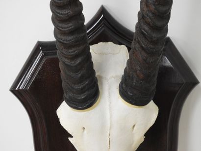 Oryx gazelle (Oryx gazella) (CH) : Massacre...
