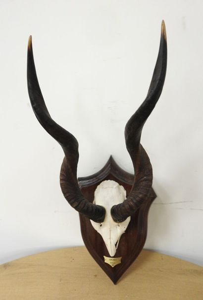 Petit koudou (Tragelaphus imberbis) (CH)....