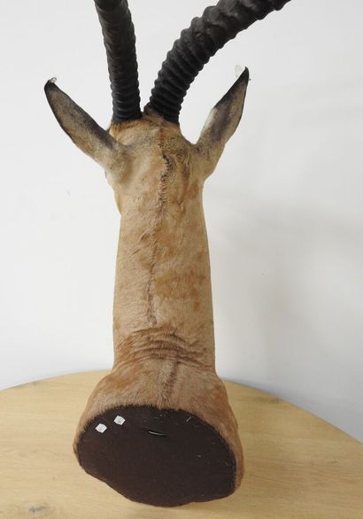 Gazelle de Grant (Gazella granti) (CH) :...