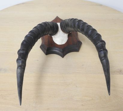 Topi (Damaliscus korrigum) (CH) : Massacre...