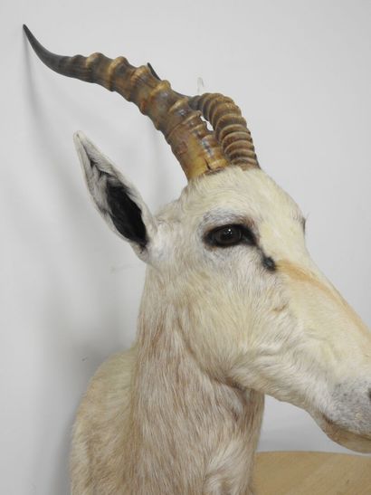 Damalisque blanc (Damaliscus pygargus phillipsi)...