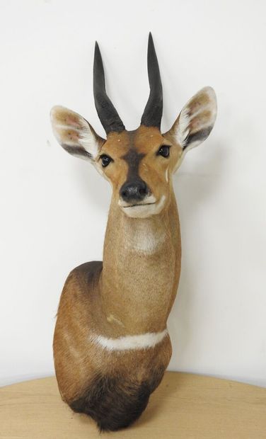Guib harnaché (Tragelaphus scriptus) (CH)...