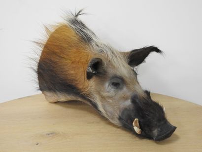 Phacochère (Phacochoerus aethiopius) (CH)...