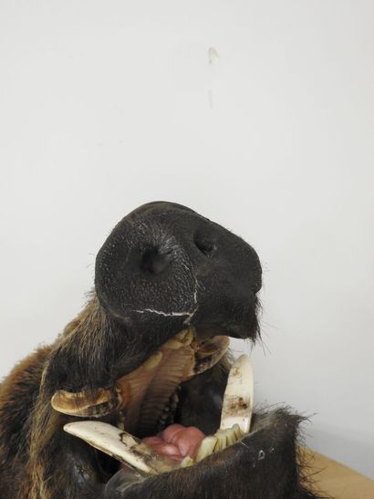 Sanglier d'Europe (Sus scrofa) (CH) : Importante...