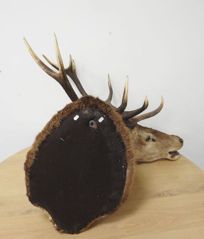 Cerf (Cervus Elaphus) (CH) : Importante tête...