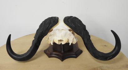 Buffle d'Afrique (Syncerus caffer) (CH) :...