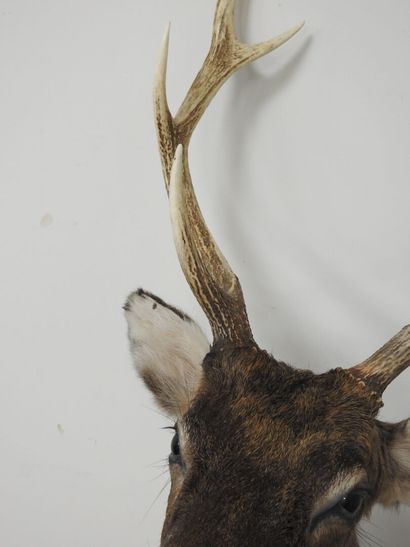 Cerf sika (Cervus nippon nippon NR): Tête...