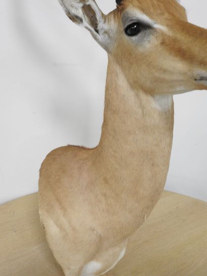 Impala (Aepyceros melampus) (CH) : Tête en...