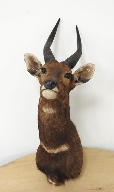 Guib harnaché (Tragelaphus scriptus) (CH)...