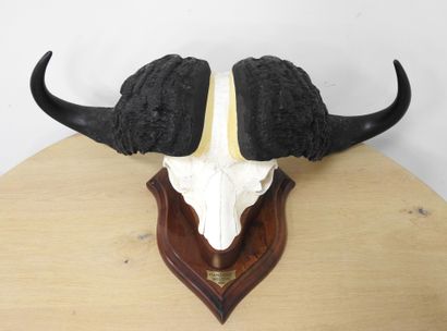 Buffle d'Afrique (Syncerus caffer) (CH) :...