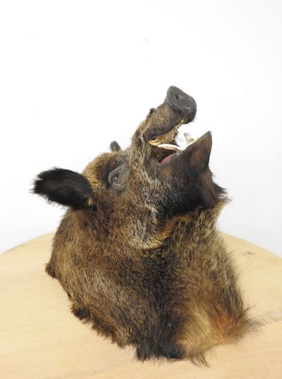 Sanglier d'Europe (Sus scrofa) (CH) : Importante...