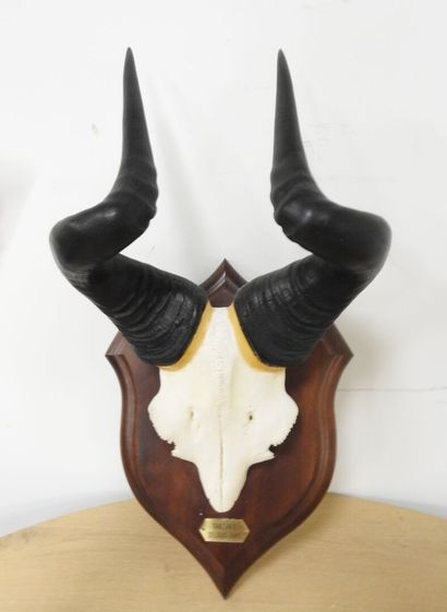 Bubale (Alcelaphus buselaphus) (CH) : Massacre...