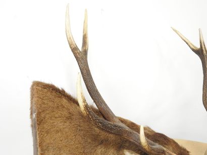 Cerf (Cervus Elaphus) (CH) : Importante tête...
