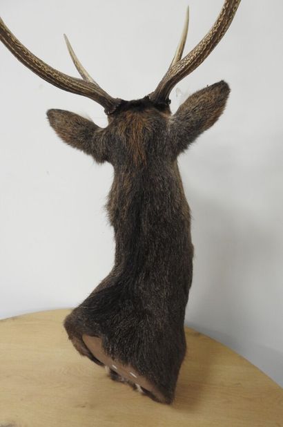 Cerf sika (Cervus nippon nippon NR): Tête...