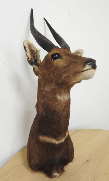 Guib harnaché (Tragelaphus scriptus) (CH)...