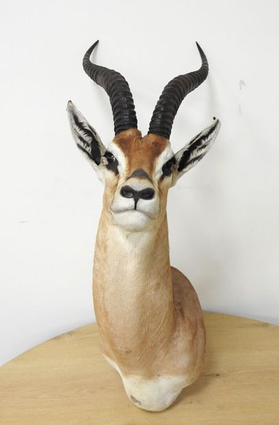 Gazelle de Grant (Gazella granti) (CH) :...