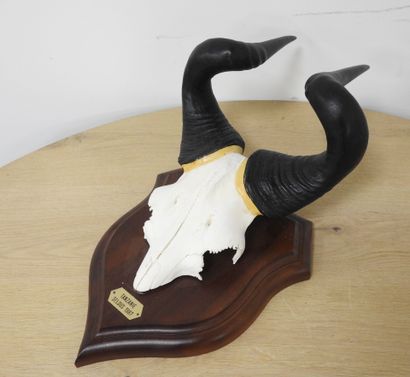 Bubale (Alcelaphus buselaphus) (CH) : Massacre...