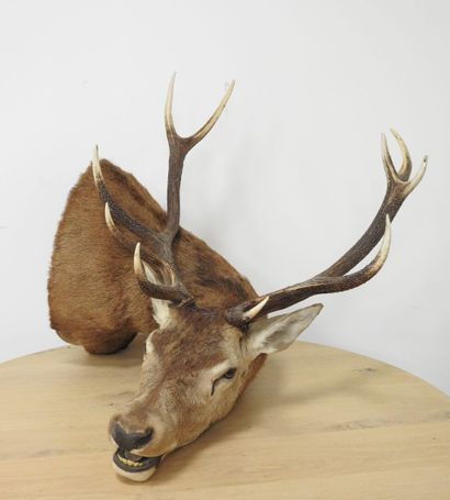 Cerf (Cervus Elaphus) (CH) : Importante tête...
