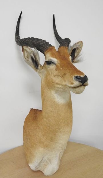 Cobe de BUFFON (Kobus kob kob) (CH) : Tête...