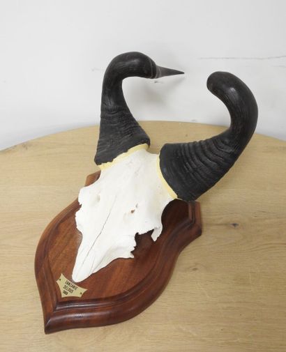 Bubale (Alcelaphus buselaphus) (CH) : Massacre...