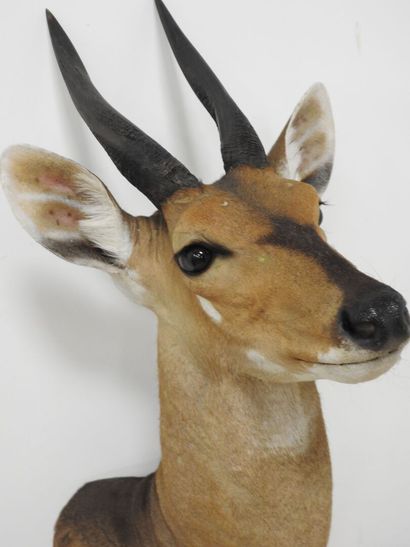 Guib harnaché (Tragelaphus scriptus) (CH)...