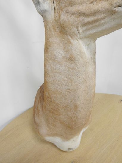 Gazelle de Grant (Gazella granti) (CH) :...