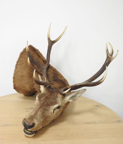 Cerf (Cervus Elaphus) (CH) : Importante tête...