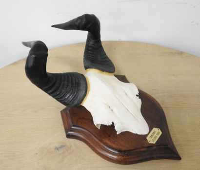 Bubale (Alcelaphus buselaphus) (CH) : Massacre...