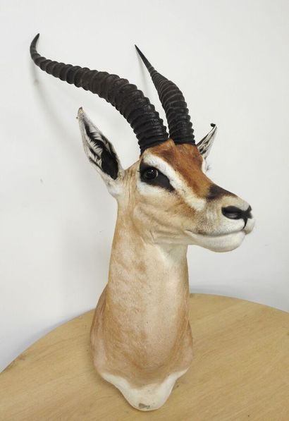 Gazelle de Grant (Gazella granti) (CH) :...