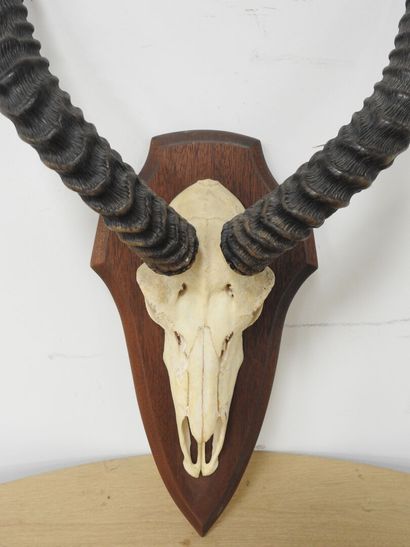 Cobe de BUFFON (Kobus kob kob) (CH) : Massacre...