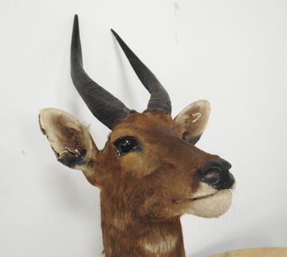 Guib harnaché (Tragelaphus scriptus) (CH)...