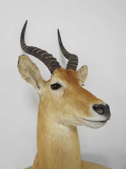 Cobe de BUFFON (Kobus kob kob) (CH) : Tête...