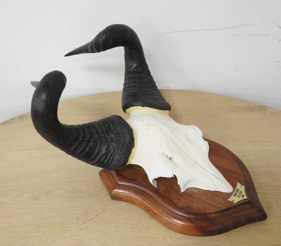 Bubale (Alcelaphus buselaphus) (CH) : Massacre...