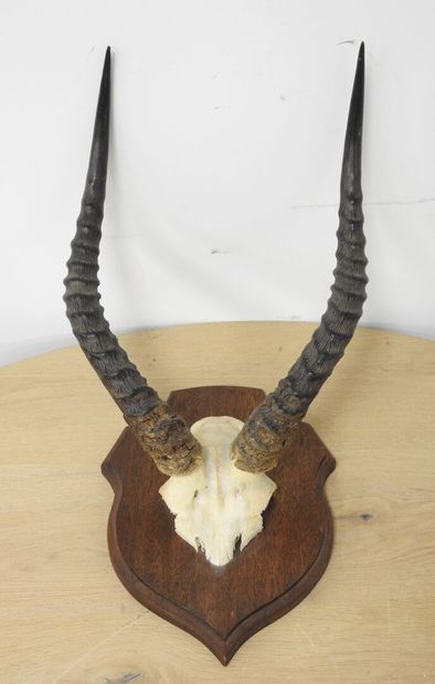 Cobe de BUFFON (Kobus kob kob) (CH) : Massacre...