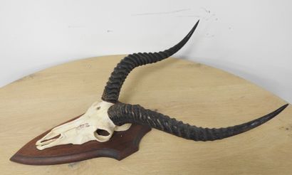 Cobe de BUFFON (Kobus kob kob) (CH) : Massacre...