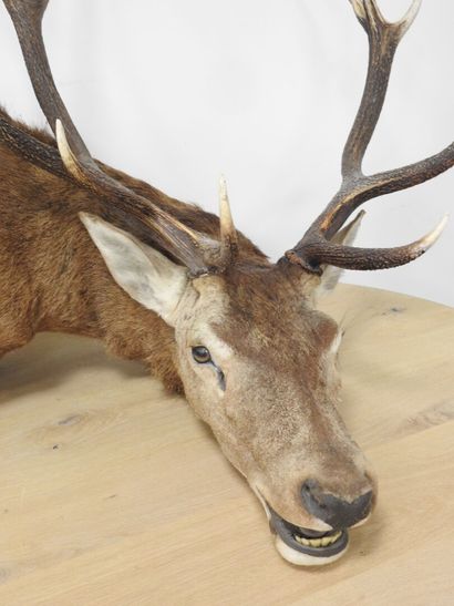 Cerf (Cervus Elaphus) (CH) : Importante tête...