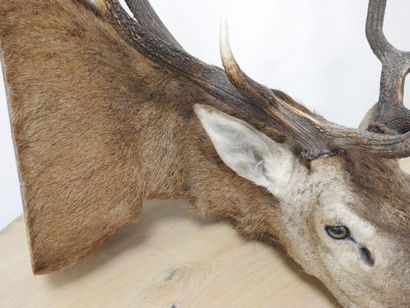 Cerf (Cervus Elaphus) (CH) : Importante tête...