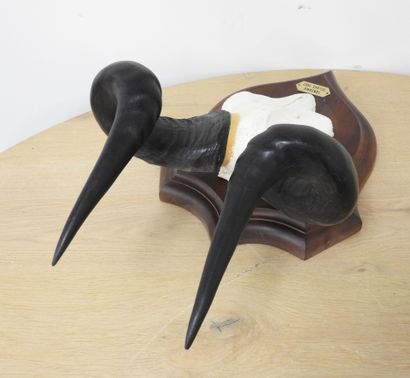 Bubale (Alcelaphus buselaphus) (CH) : Massacre...