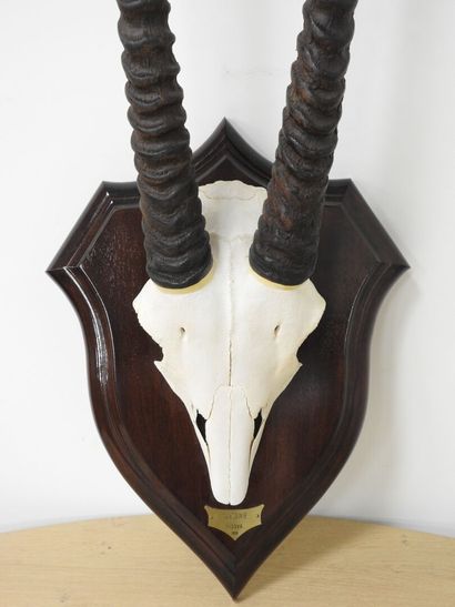 Oryx gazelle (Oryx gazella) (CH) : Massacre...
