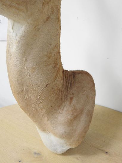 Gazelle de Grant (Gazella granti) (CH) :...