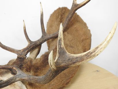 Cerf (Cervus Elaphus) (CH) : Importante tête...