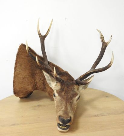 Cerf (Cervus Elaphus) (CH) : Importante tête...